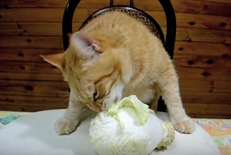キャベツをむしゃむしゃ食べる猫