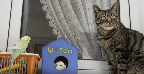 猫とインコとハムスターが仲良しな平和な世界 癒し・おもしろ動物動画ガイド