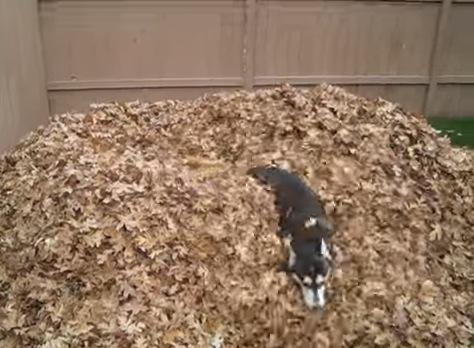 大量落ち葉に大喜び！落ち葉のプールにひたすらダイブする犬の動画