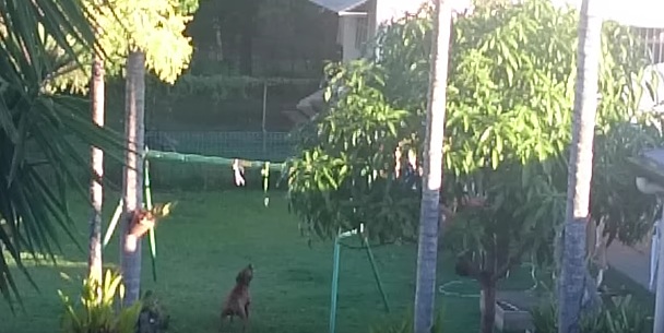 お庭で“助走をつけてジャンプ”を繰り返している犬。そのワケとは。。