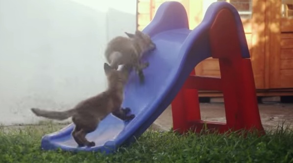 野生の子ギツネが滑り台と格闘している動画