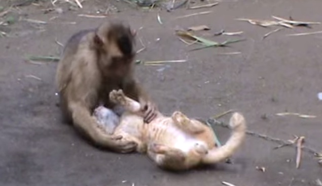 猫に愛情を注ぐ猿の動画