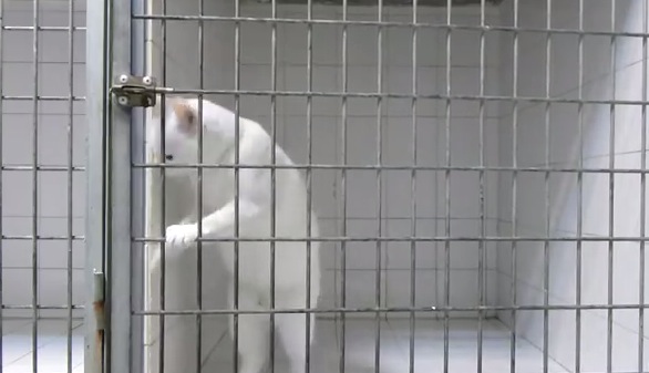 脱獄常習の猫。その手口とは？！