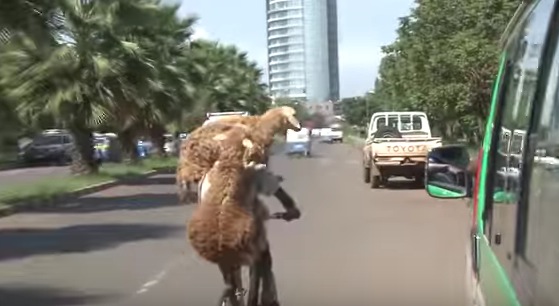 羊を二頭かついで自転車を運転するツワモノ現る
