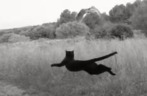 黒猫とフクロウが仲良しでほのぼのする動画