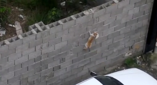 子猫を咥えた母猫。高い壁を越えることはできるのか！？