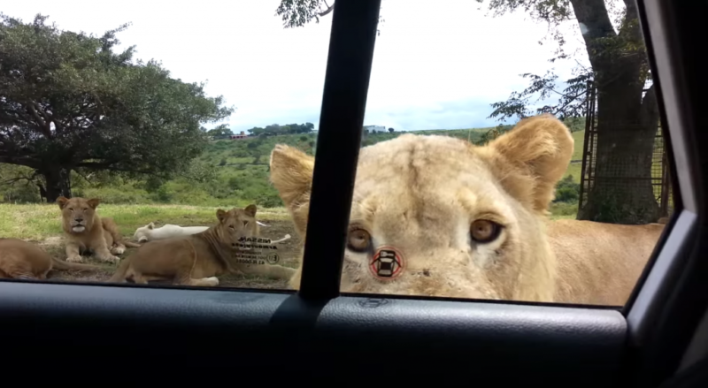 もしもライオンが車のドアを開けたら。。？！