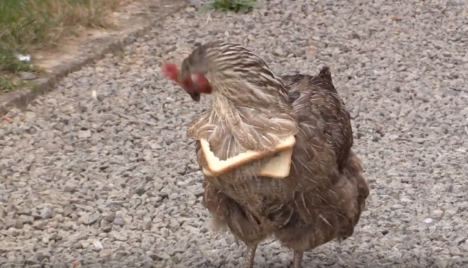 食パンの耳を首からぶら下げているニワトリの動画