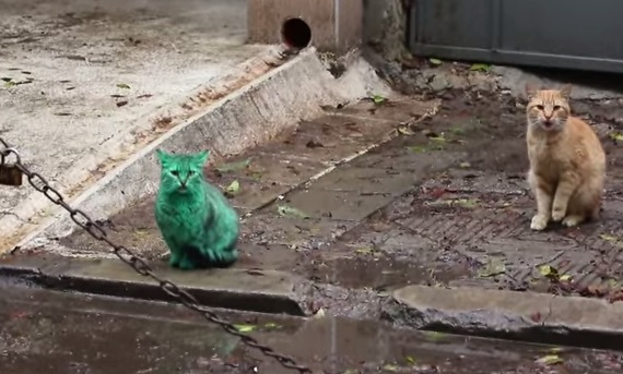 目が覚めるような緑色の猫