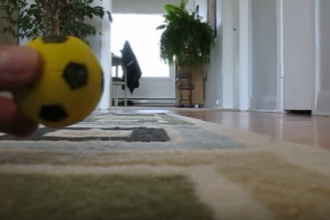 ボール遊び大好き！ボールを投げたら取ってくる犬みたいな猫