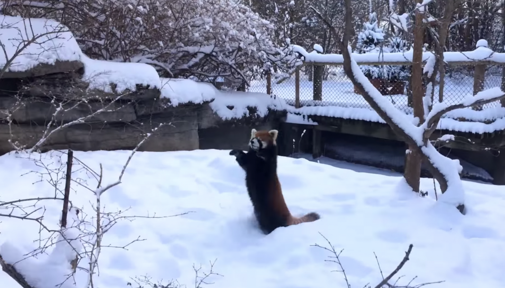 雪の中で無邪気にはしゃぐレッサーパンダが可愛いすぎる！