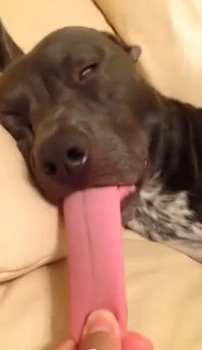 犬の舌ってこんなに長いの！？普段あまり見ない秘密が明らかに。。。