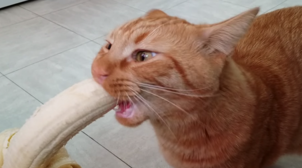 バナナが好きな猫