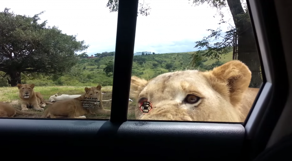 もしもライオンが車のドアを開けたら。。？！