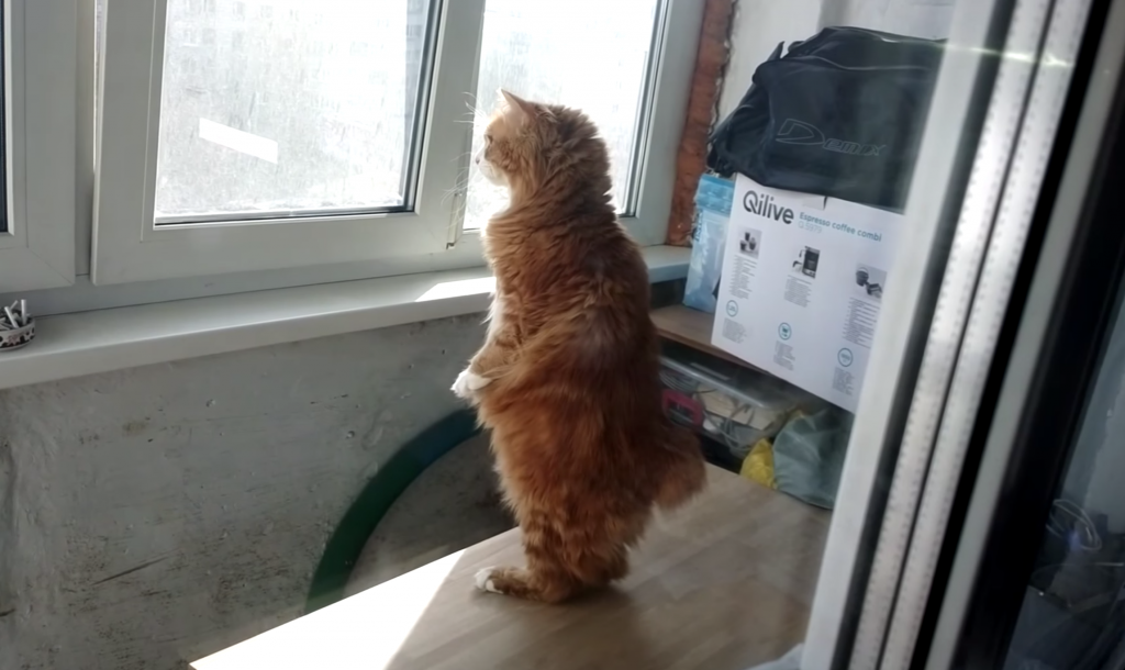 二本立ちで窓の外を眺める猫らしからぬ猫