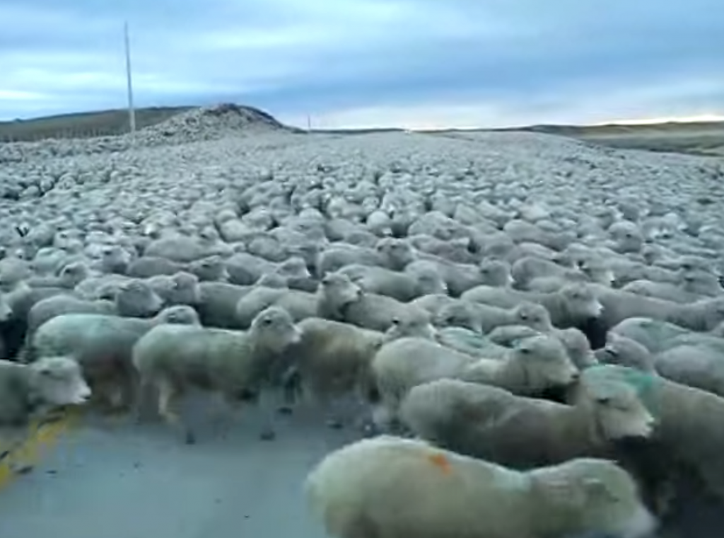 道路一面を埋め尽くす羊の大群。想像以上の多さにビックリ！