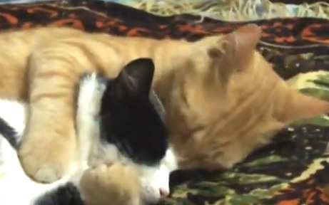 寝ている猫を愛おしそうに抱きしめる猫