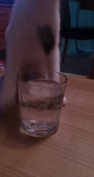 子猫が炭酸水を飲んだときのリアクション