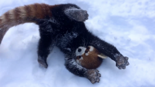 雪の中で無邪気にはしゃぐレッサーパンダが可愛いすぎる！