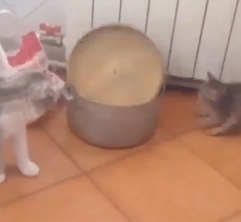鍋の上で遊んでいた子猫が鍋に吸い込まれた瞬間！