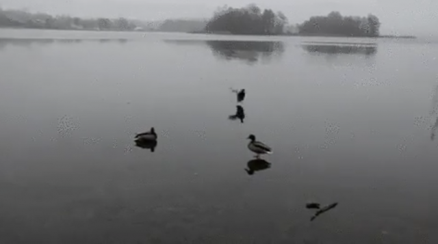 氷の張った湖にカッコよく着陸するカモの動画