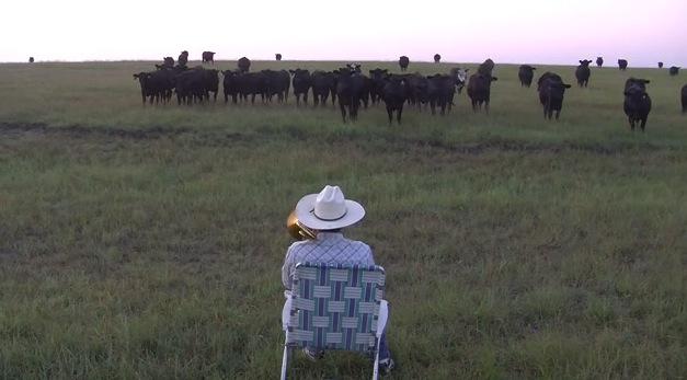 大草原でトロンボーンを演奏すると。。。牛が大集合！