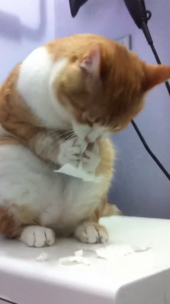 紙をあげると、ハムスターみたいにムシャムシャする猫