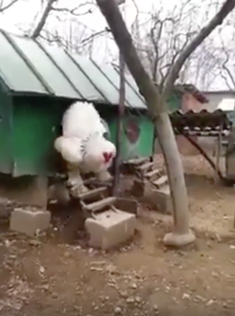 噂の超巨大鶏の動画