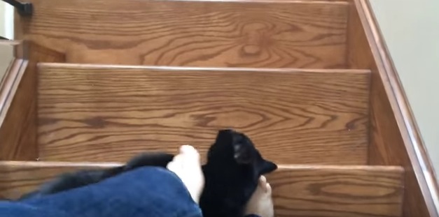 階段を降りる度にシリシリと足にまとわりつく猫