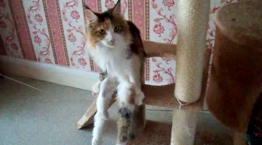 キャットタワーに腰掛けたたずむ美猫ちゃんの座り方に注目！