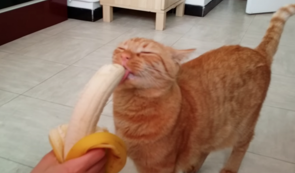バナナが好きな猫