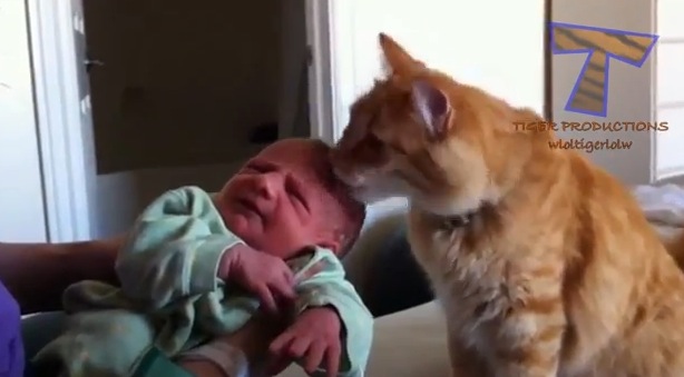 動物たちが〜初めて人間の赤ちゃんと〜出会ったぁ〜