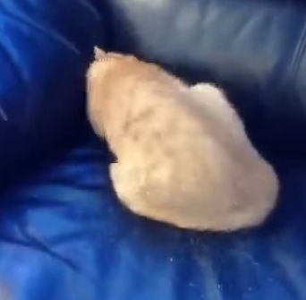 猫がスライム化？！ソファーの隙間にニュルニュルと入り込む猫の動画