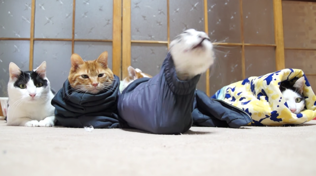洋服の長袖に入って「ミノムシ」っぽくなっている猫