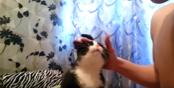 可愛さ満載で甘え上手な猫ちゃんに癒される動画