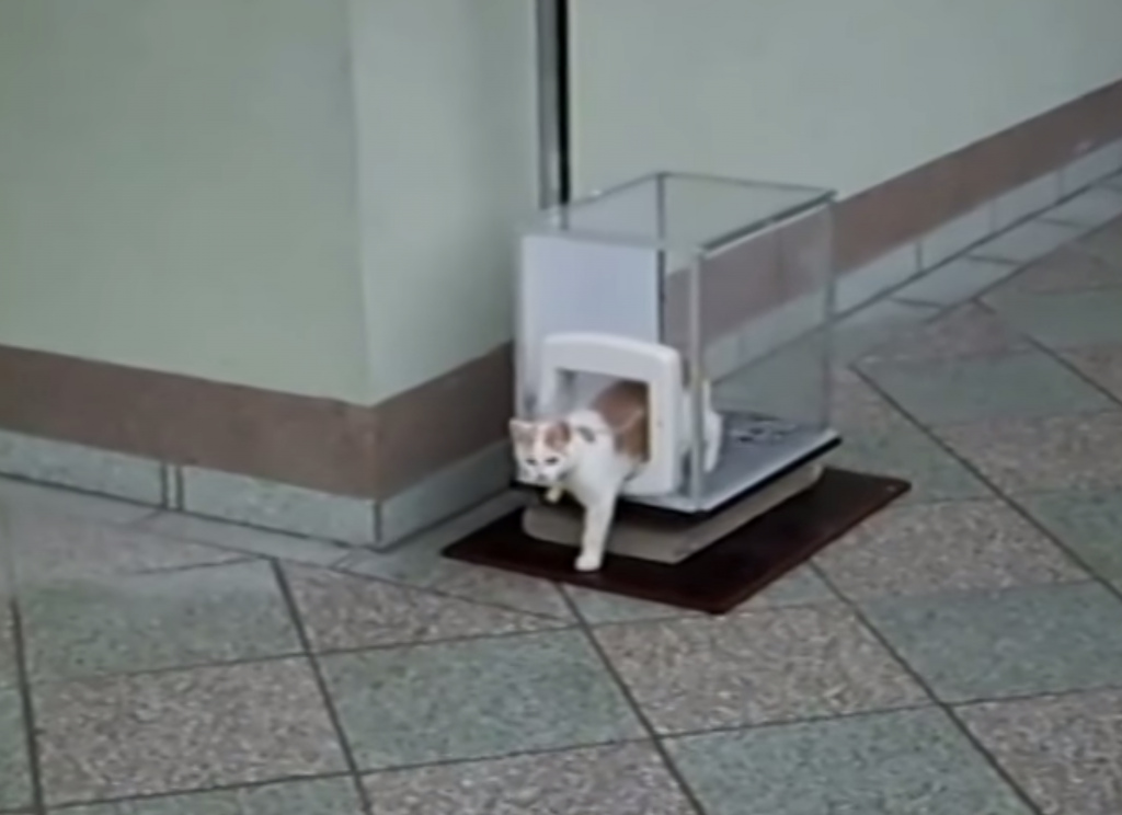 ついにこんな時代が。。猫用エレベーターを使う猫