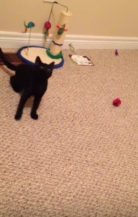おもちゃを追いかけて目を回す猫
