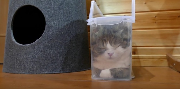 細長なファイルケースにフィットできた猫