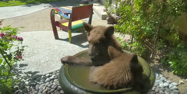 予想外！小鳥用水盤で熊が仲良く水浴びしている動画