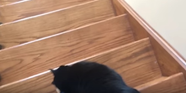 階段を降りる度にシリシリと足にまとわりつく猫