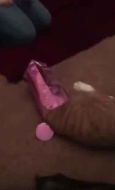 細長い紙袋に頭からダイブする猫