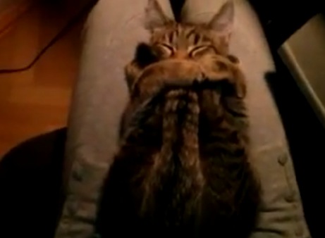 自分のしっぽを抱き枕にしている猫