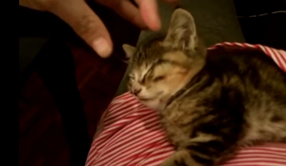 子猫を約10秒で寝かせ付ける方法