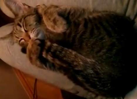自分のしっぽを抱き枕にしている猫
