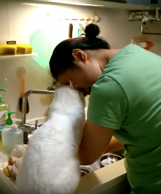 飼い主さんとラブラブで幸せそうな猫に癒される動画