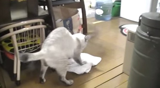床の拭き掃除をしてくれる猫