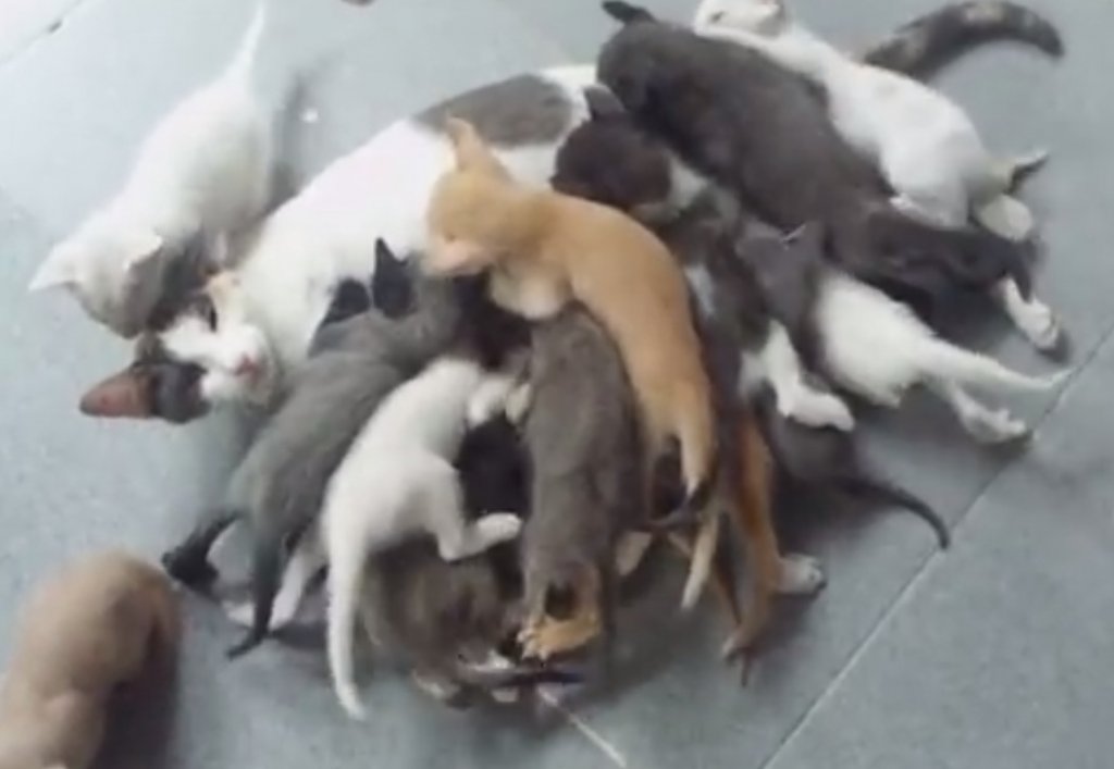 16匹の子猫に貪られるママ猫。。。大変そう