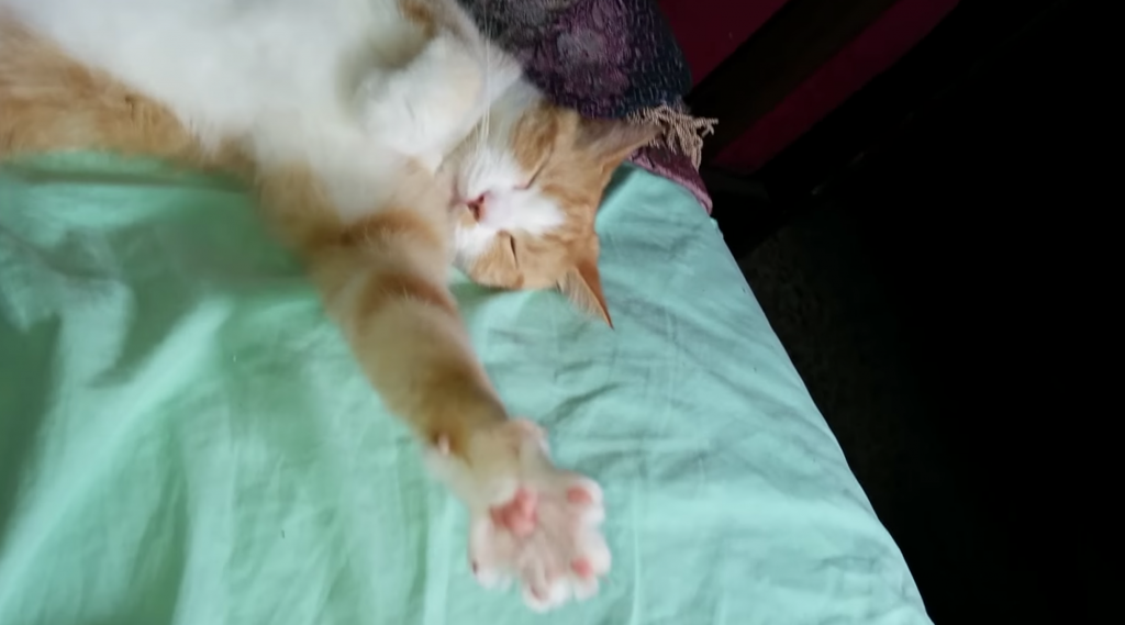 前足をめいいっぱい伸ばしてニギニギする猫の動画