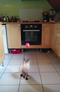 飛んできたボールを顔面キャッチした鈍臭い猫