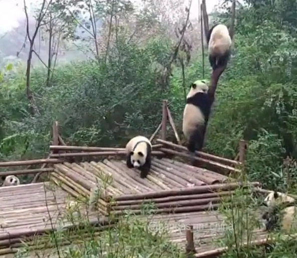 木に登ろうとする仲間をたたき落とすパンダ